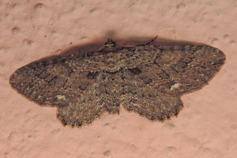 Horisme predotai (Geometridae)